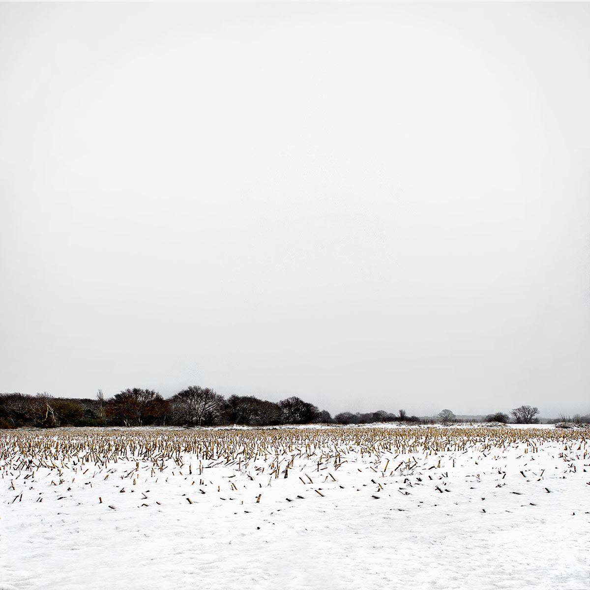 Snowscape