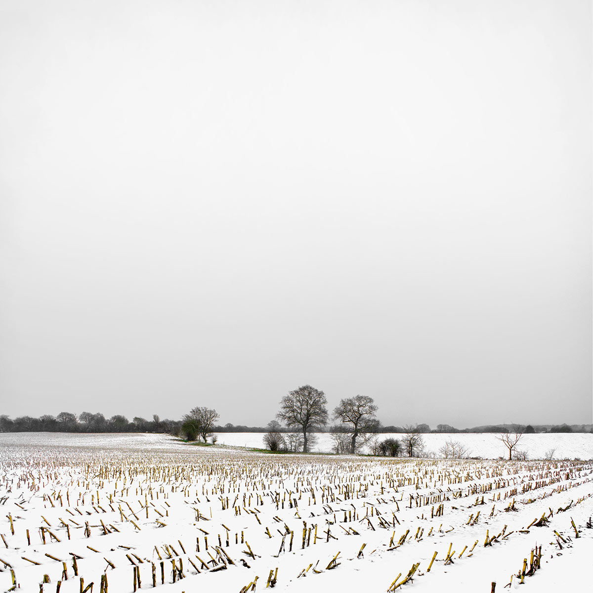 Snowscape