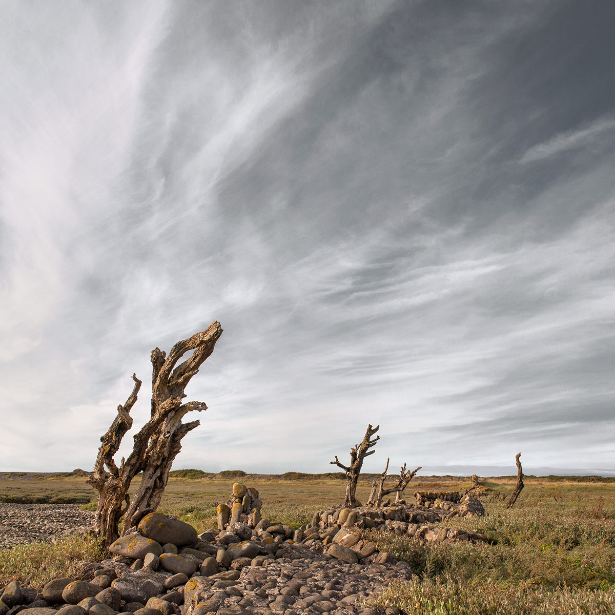 Sparkhayes Marsh